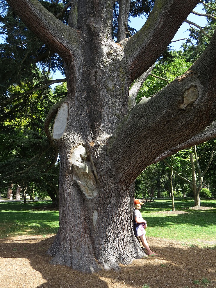 Atlas Cedar im Botanischen Garten